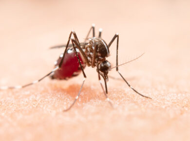 Dengue and it's outbreak in Bangladesh
